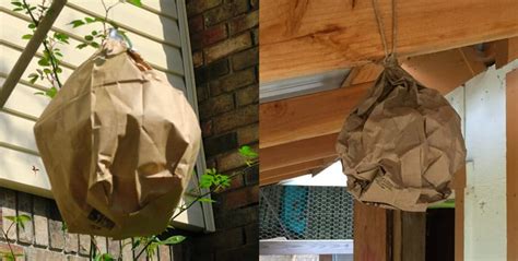 brown paper bag fake wasp nest|wasp nest bag.